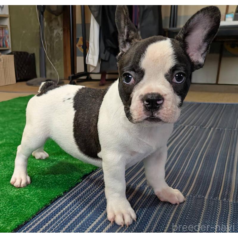 成約済の愛媛県のフレンチブルドッグ-406277の19枚目