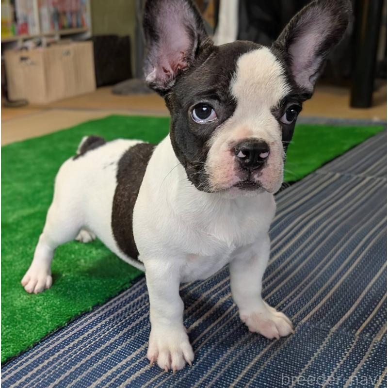 成約済の愛媛県のフレンチブルドッグ-406277の18枚目