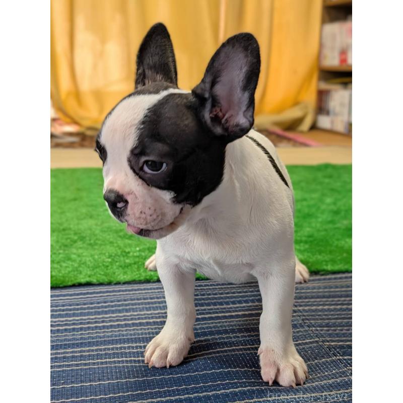 成約済の愛媛県のフレンチブルドッグ-406277の17枚目