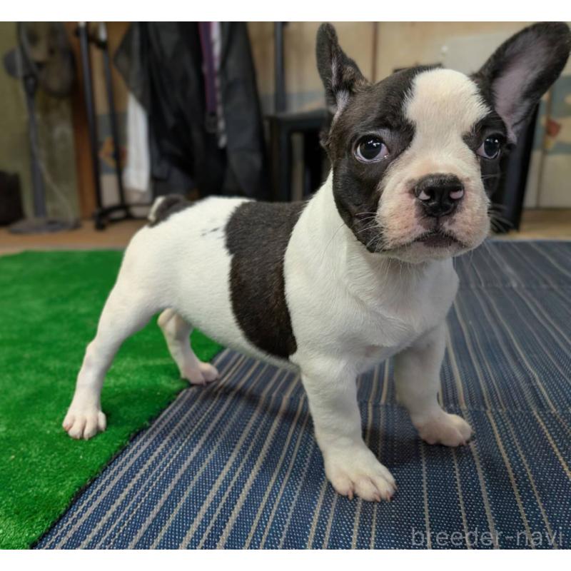 成約済の愛媛県のフレンチブルドッグ-406277の16枚目