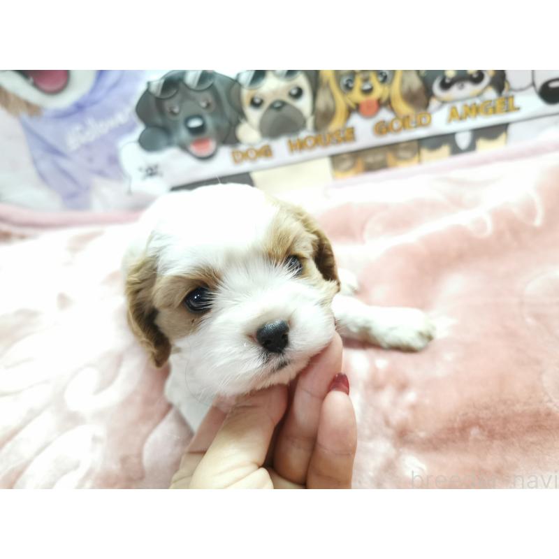 販売中の茨城県のキャバリアキングチャールズスパニエル-418027の1枚目