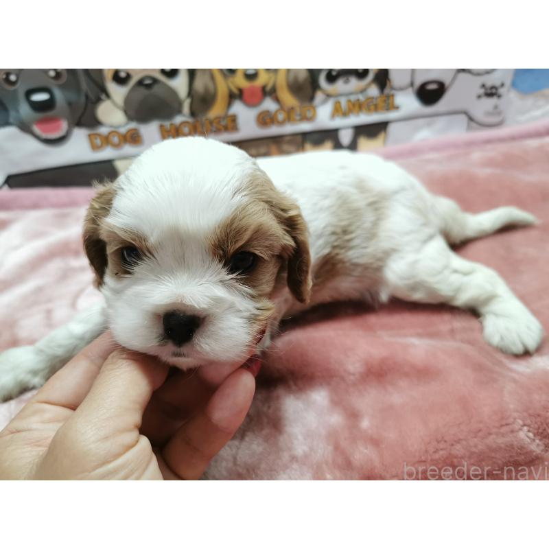 販売中の茨城県のキャバリアキングチャールズスパニエル-418027の2枚目