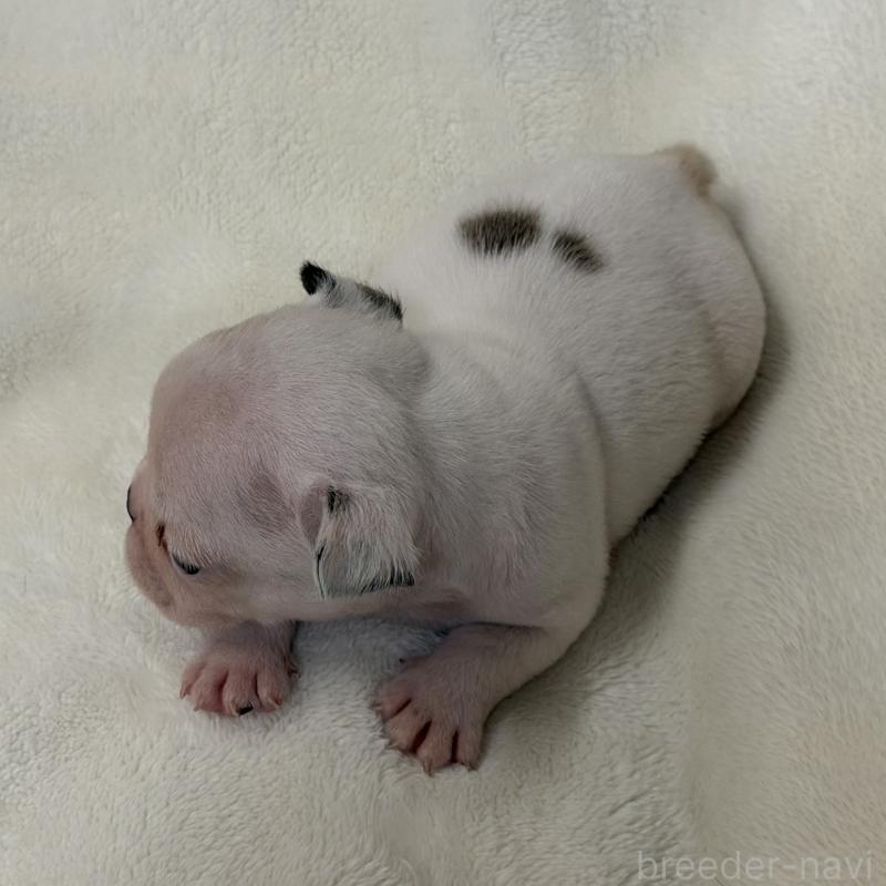 販売中の山口県のフレンチブルドッグ-418025の2枚目