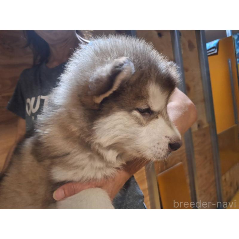 販売中の千葉県のアラスカンマラミュート-418029の3枚目