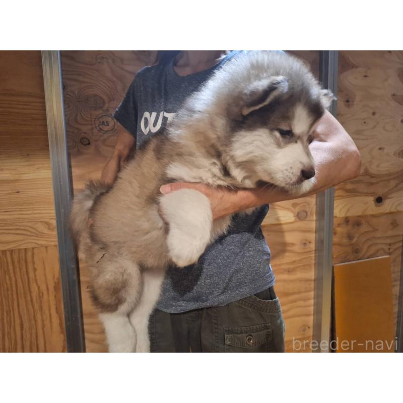 販売中の千葉県のアラスカンマラミュート-418029の2枚目