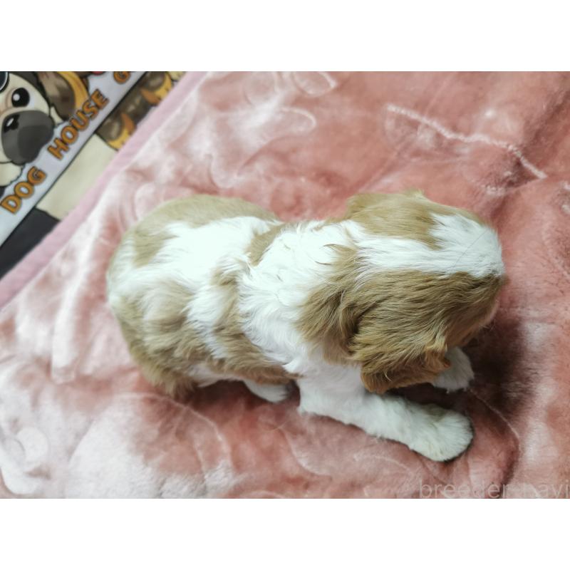 販売中の茨城県のキャバリアキングチャールズスパニエル-418030の3枚目