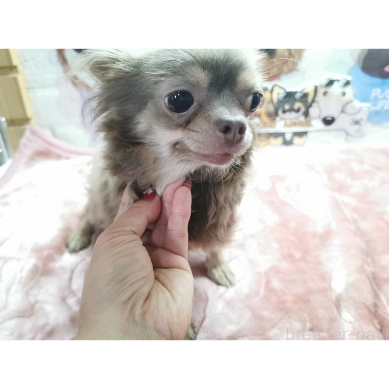 販売中の茨城県のチワワ(スムースコート)-418036の3枚目