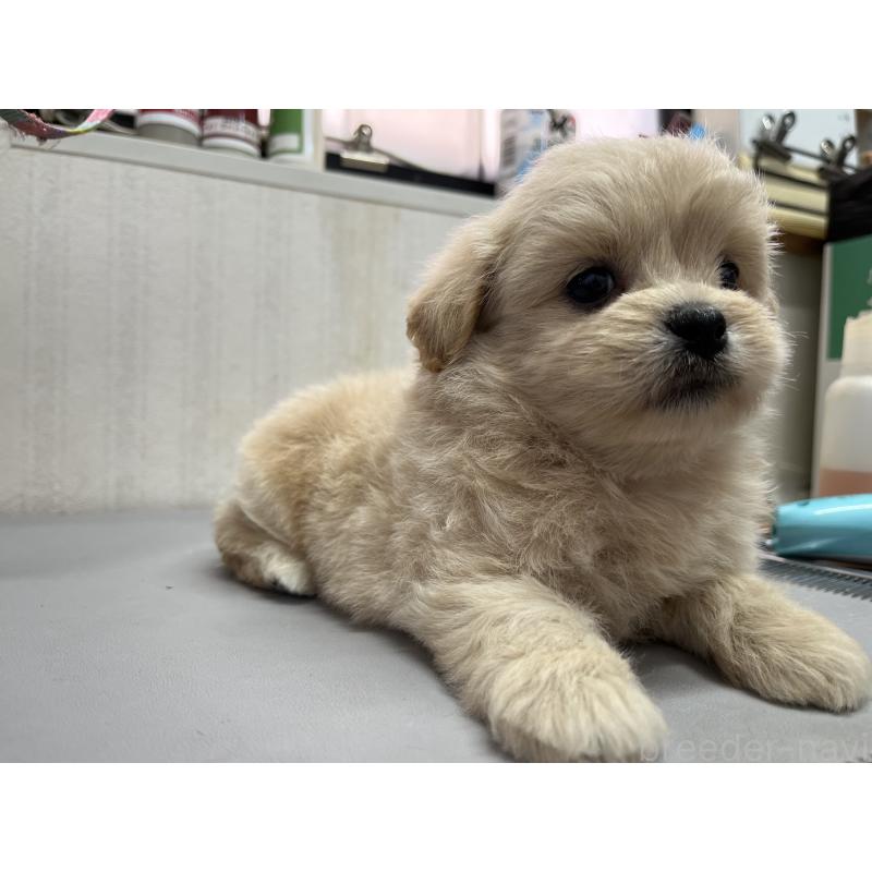 販売中の茨城県のミックス犬-418038の2枚目