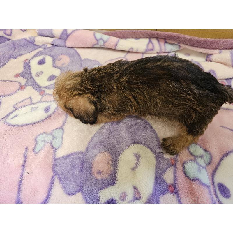 販売中の愛知県のミニチュアダックスフンド(ワイヤーヘアード)-418039の5枚目