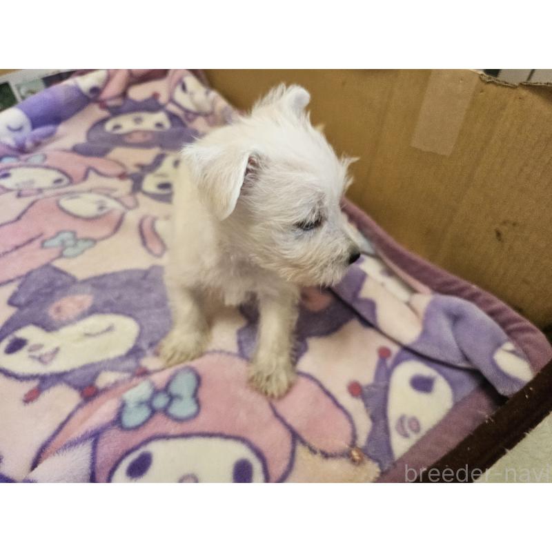 販売中の愛知県のウエストハイランドホワイトテリア(ウエスティ)-418045の4枚目