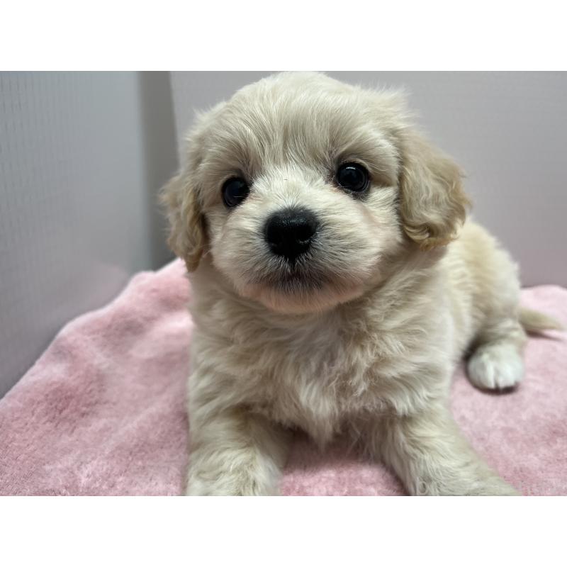 販売中の茨城県のミックス犬-418042の4枚目