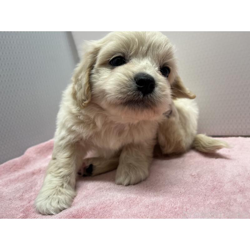 販売中の茨城県のミックス犬-418042の3枚目