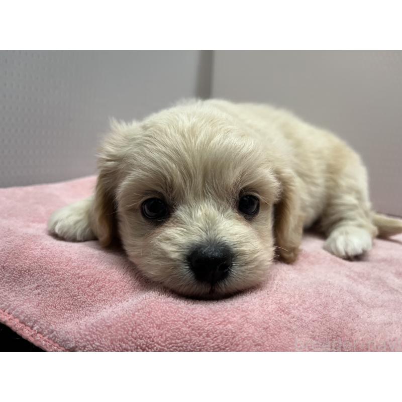 販売中の茨城県のミックス犬-418042の2枚目