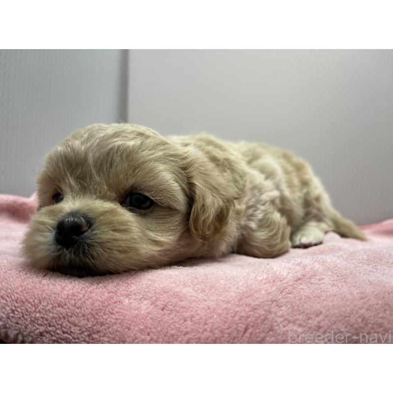 販売中の茨城県のミックス犬-418047の4枚目
