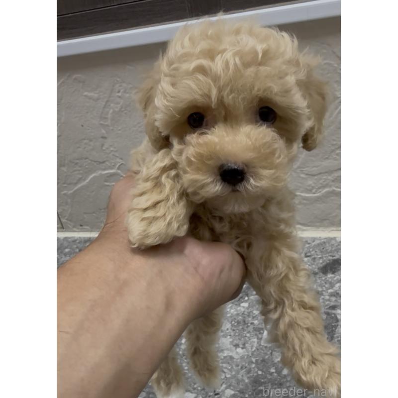 成約済の福岡県のマルプー:マルチーズ×トイプードル-417352の4枚目