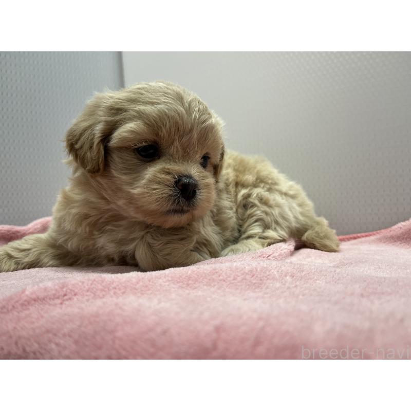 販売中の茨城県のミックス犬-418047の3枚目