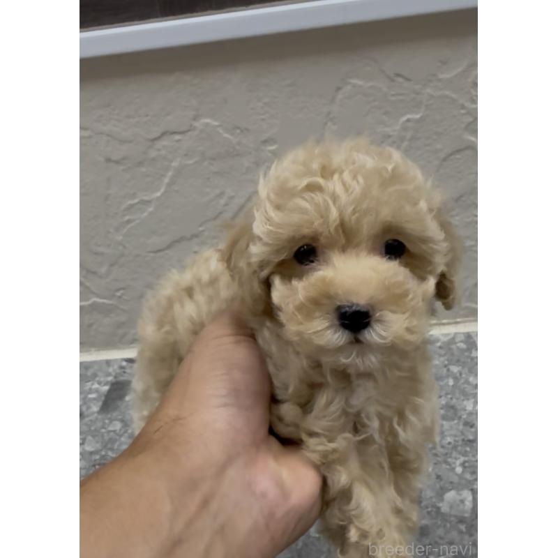 成約済の福岡県のマルプー:マルチーズ×トイプードル-417352の3枚目