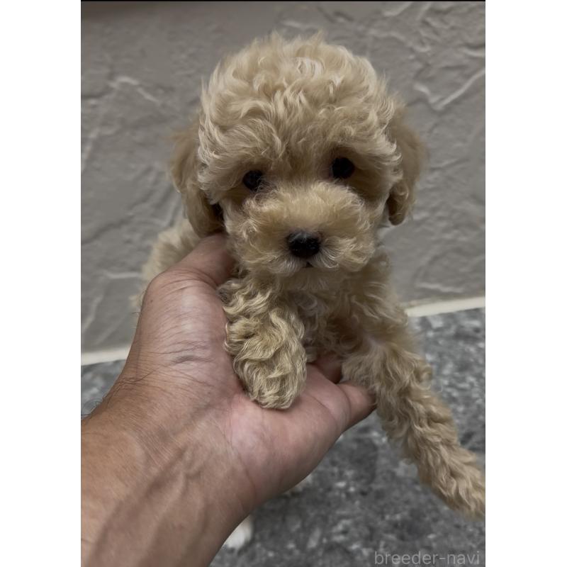 成約済の福岡県のマルプー:マルチーズ×トイプードル-417352の2枚目