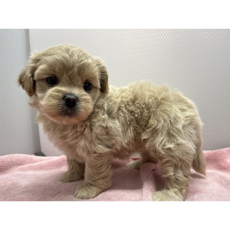 販売中の茨城県のミックス犬-418047の2枚目