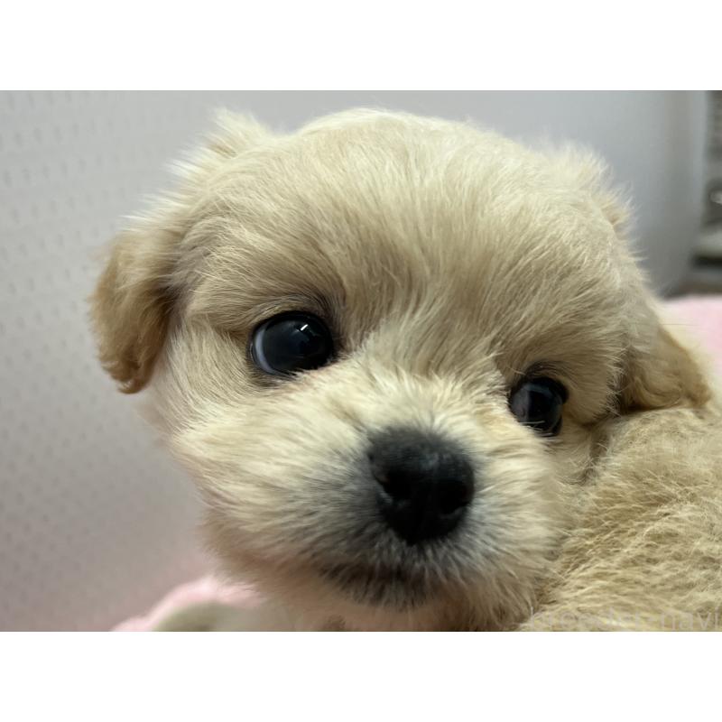 販売中の茨城県のミックス犬-418052の4枚目