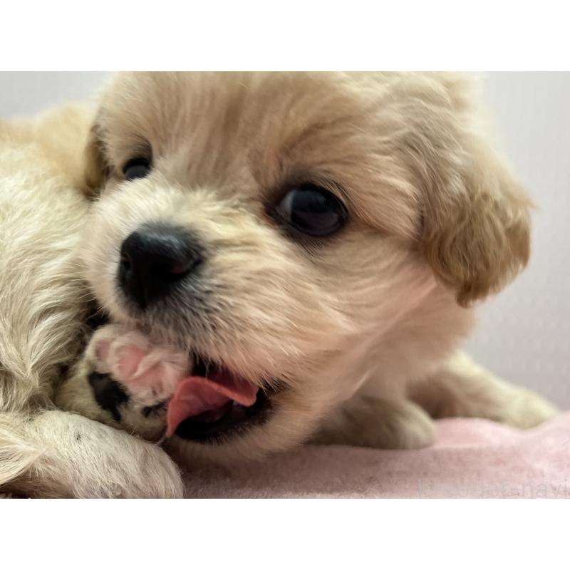 販売中の茨城県のミックス犬-418052の3枚目