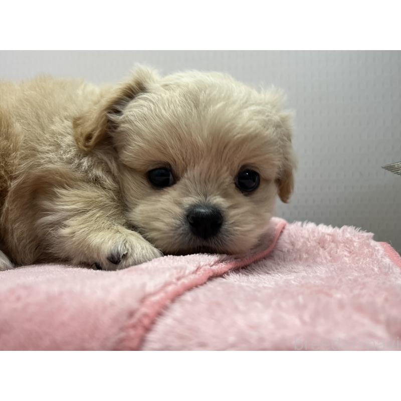 販売中の茨城県のミックス犬-418052の2枚目