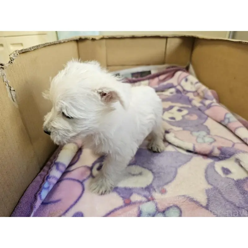 販売中の愛知県のウエストハイランドホワイトテリア(ウエスティ)-418053の5枚目