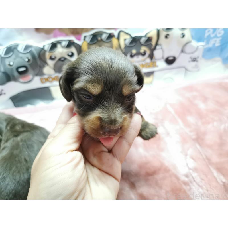販売中の茨城県のカニンヘンダックスフンド(ロングヘアード)-418065の3枚目