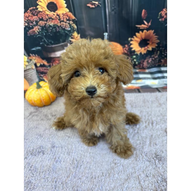 販売中の静岡県のミックス犬-410540の11枚目