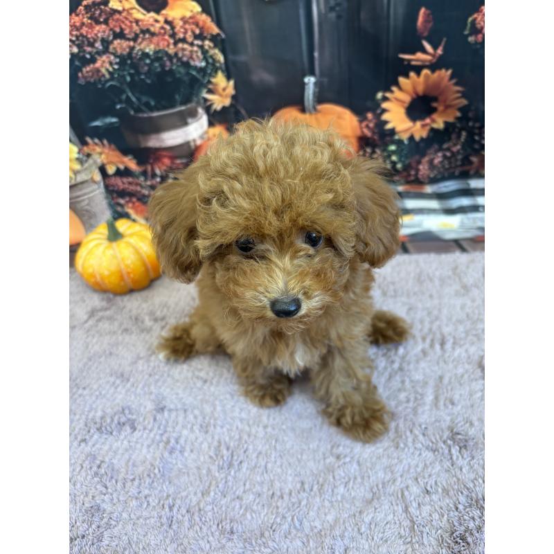 販売中の静岡県のミックス犬-410540の10枚目