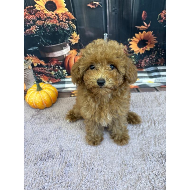 販売中の静岡県のミックス犬-410540の9枚目