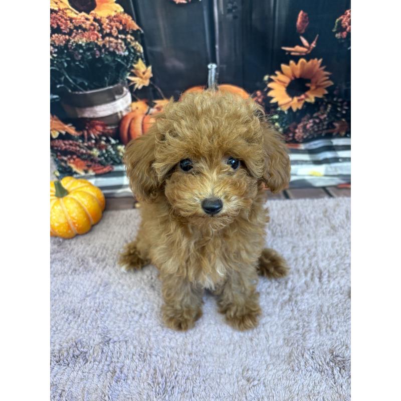 販売中の静岡県のミックス犬-410540の8枚目