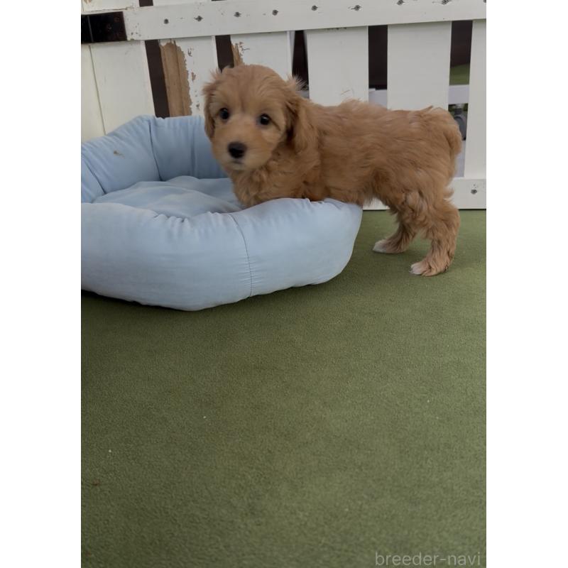 販売中の福岡県のマルプー:マルチーズ×トイプードル-417092の5枚目