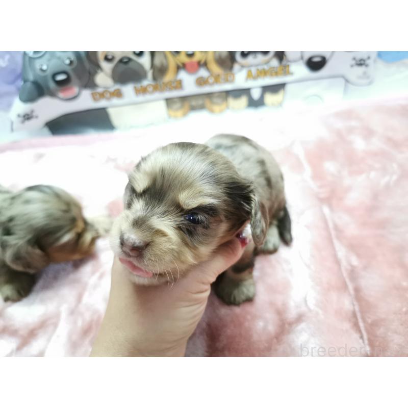販売中の茨城県のカニンヘンダックスフンド(ロングヘアード)-418072の4枚目