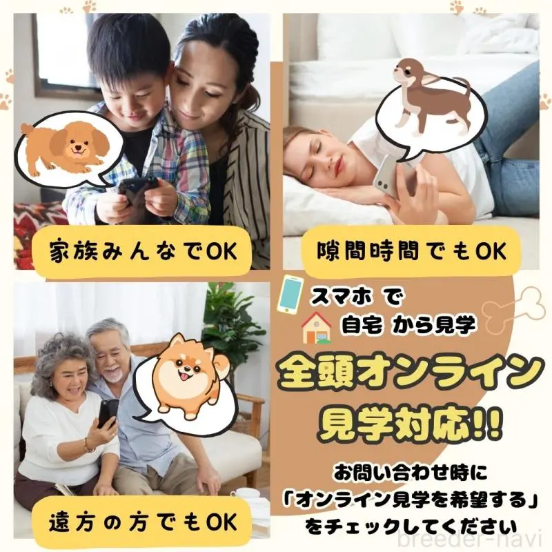 販売中の埼玉県のチワワ(ロングコート)-418469の16枚目