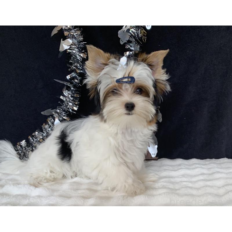 販売中の大分県のビューワーテリア-394322の14枚目