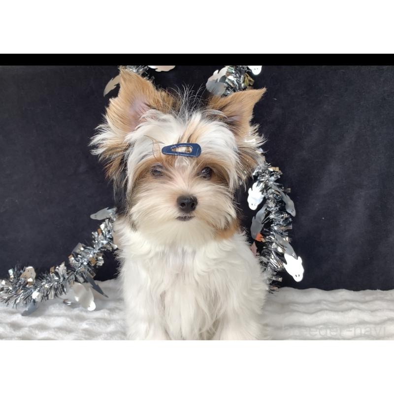 販売中の大分県のビューワーテリア-394322の13枚目