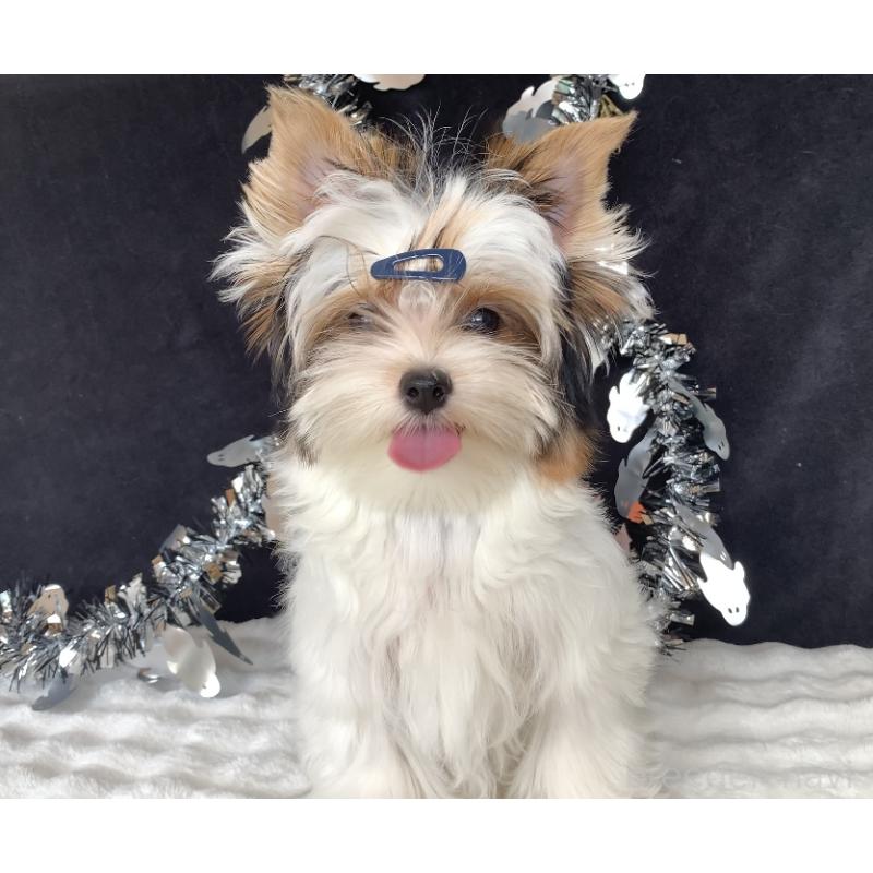 販売中の大分県のビューワーテリア-394322の12枚目