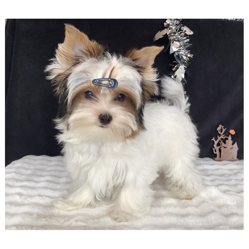 販売中の大分県のビューワーテリア-394322の11枚目