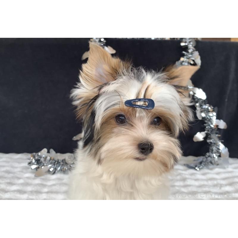 販売中の大分県のビューワーテリア-394322の10枚目