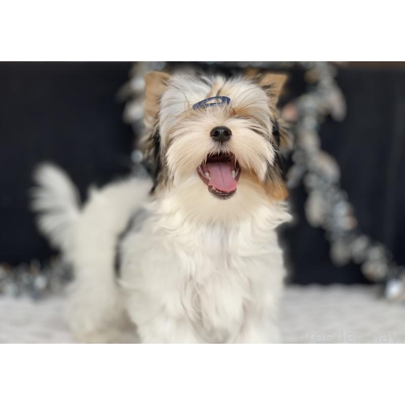 販売中の大分県のビューワーテリア-394322の9枚目