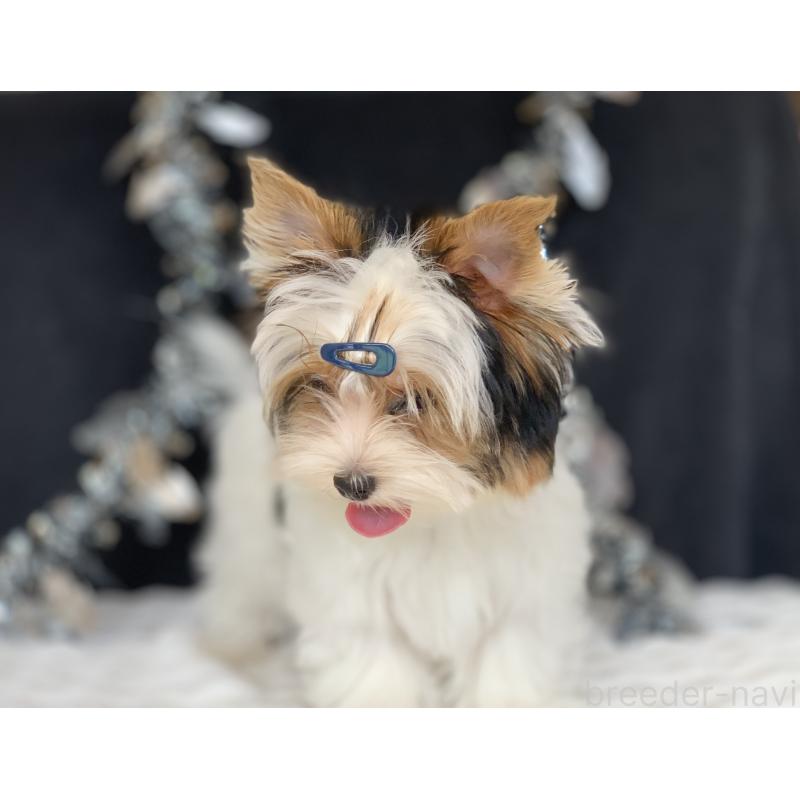 販売中の大分県のビューワーテリア-394322の8枚目