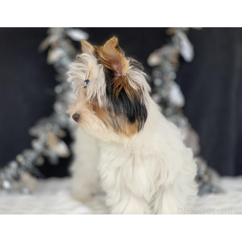 販売中の大分県のビューワーテリア-394322の7枚目