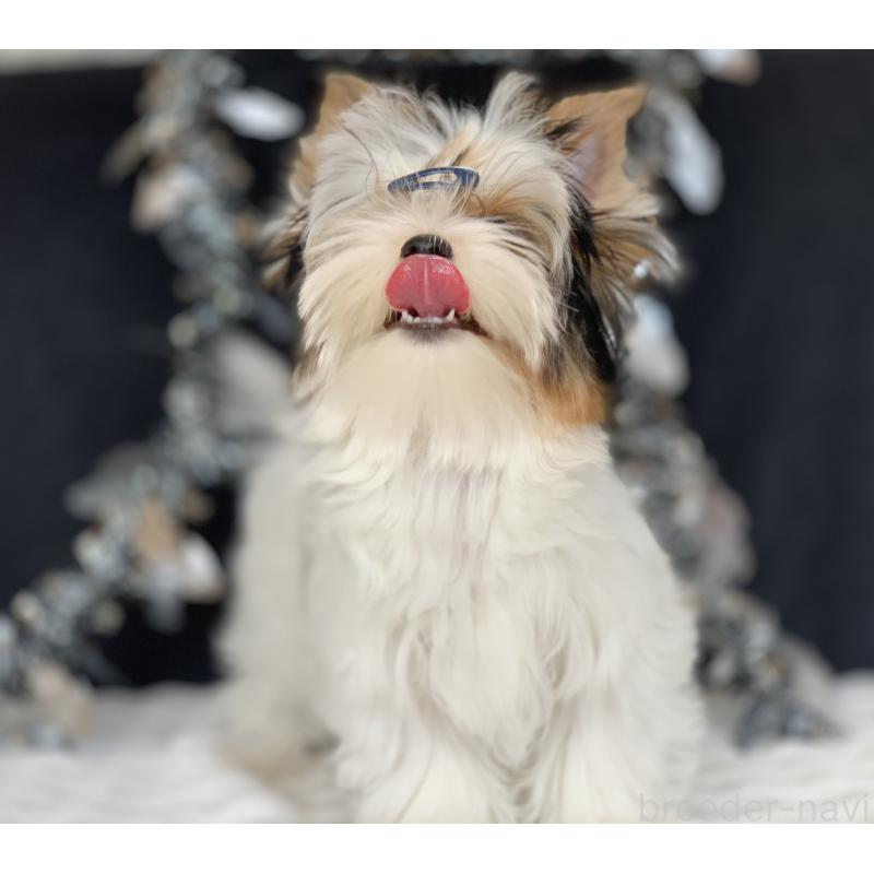 販売中の大分県のビューワーテリア-394322の6枚目