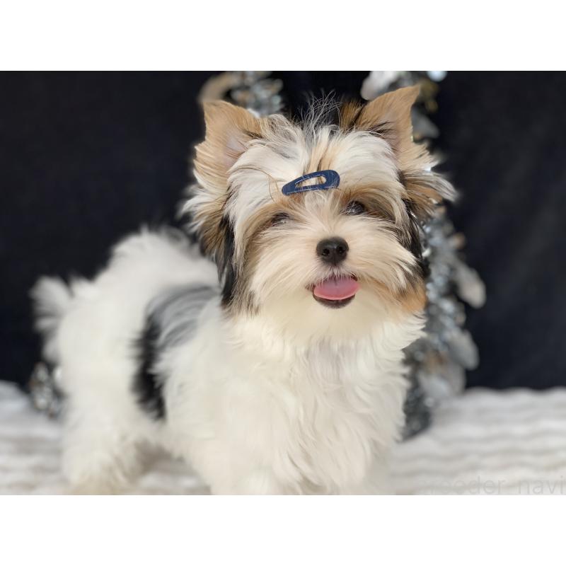 販売中の大分県のビューワーテリア-394322の5枚目