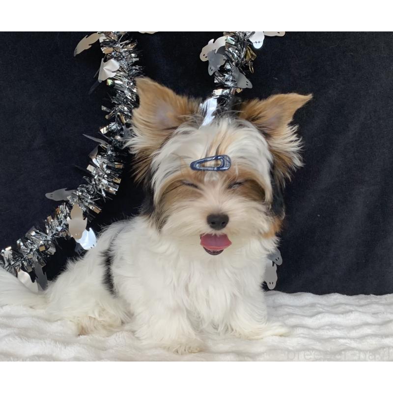 販売中の大分県のビューワーテリア-394322の4枚目