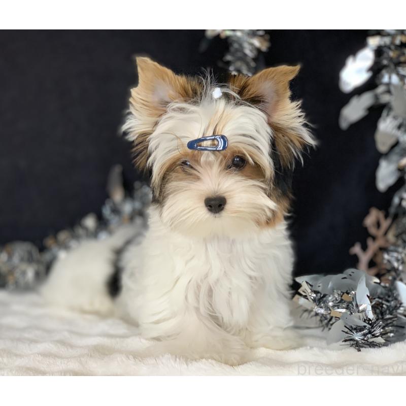 販売中の大分県のビューワーテリア-394322の3枚目