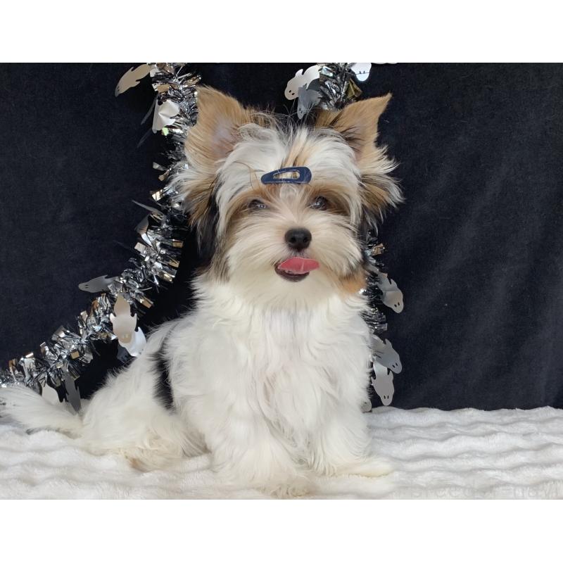 販売中の大分県のビューワーテリア-394322の2枚目