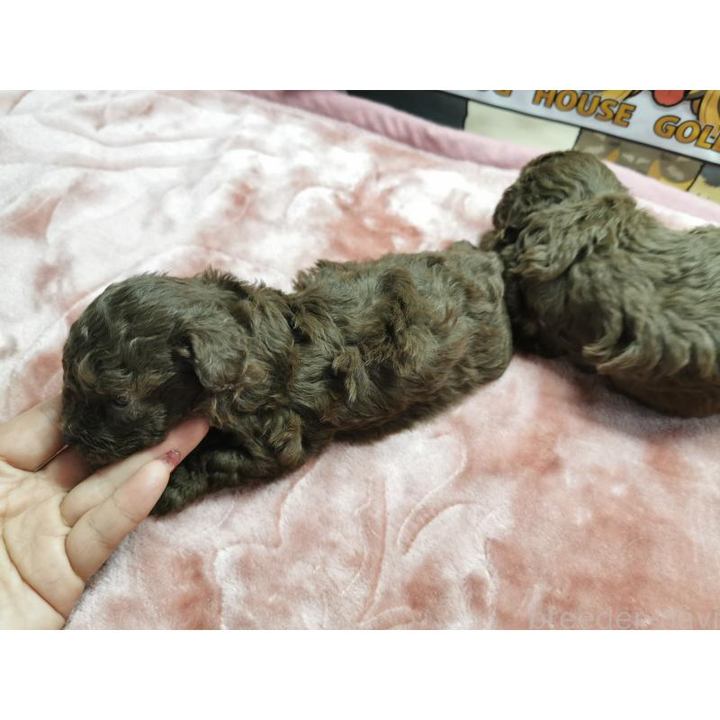販売中の茨城県のトイプードル-418085の2枚目