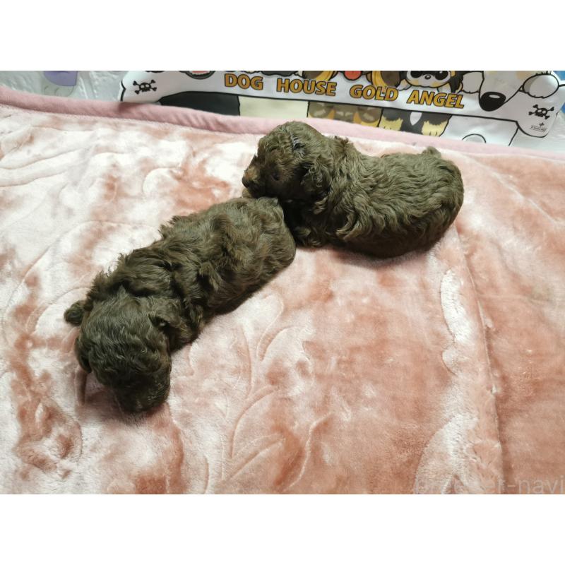 販売中の茨城県のトイプードル-418090の4枚目